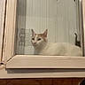 Najma participe au concours pour gagner de l'argent avec cette photo : cat, feline, white_cat, orange_patches, window, glass, indoors, home, portrait, sitting, lying_down, ears, whiskers, animal, pet, watching, wood_frame, wall, human, cozy