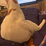cat, pet, animal, indoors, bed, blanket, television, bedroom, sitting, back_view, cream_fur, orange_tail, striped_tail, pointed_ears, long_tail, relaxed, cozy, home, furniture, photography