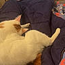 cat, pet, animal, feline, cream_fur, orange_patches, striped_tail, sleeping, lying_down, relaxed, blanket, couch, indoor, home, television, cozy, portrait, close_up, fluffy, resting