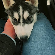 Bouba participe au concours pour gagner de l'argent avec cette photo : puppy, dog, husky, siberian_husky, black_and_white, fluffy, portrait, close_up, pet, animal, ears, eyes, nose, denim, jeans, hand, car_interior, seated, cute, emoji
