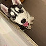 Bouba participe au concours pour gagner de l'argent avec cette photo : dog, puppy, black_and_white, floppy_ears, pink_ears, tongue_out, happy, playful, pet, animal, portrait, indoors, bedroom, bed, bedding, wooden_drawers, furniture, cozy, looking_up, candid