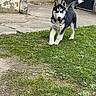 Bouba participe au concours pour gagner de l'argent avec cette photo : dog, puppy, husky, siberian_husky, black_and_white, standing, outdoors, grass, yard, garden, leash, collar, curled_tail, pointed_ears, fluffy_fur, animal, pet, pavement, gate, wall
