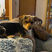 Corky is registered to the contest to win money with this photo: blanket, cabinet, couch, cozy, dog, eyes, face, fur, home, indoor, living_room, long_ears, looking_at_camera, patterned_blanket, paw, pet, pillow, portrait, small_dog, wooden_door