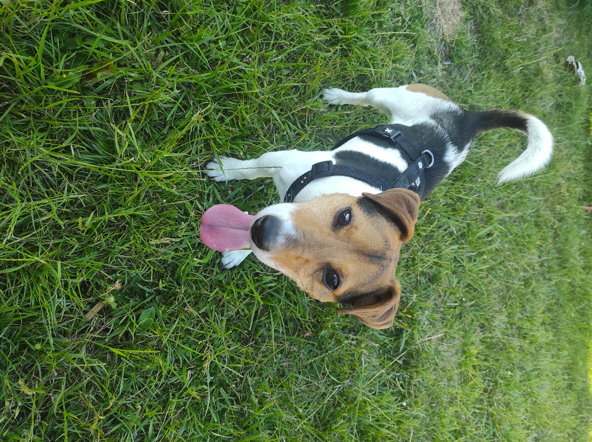 Lucky a rejoint le concours — aidez-le/la à gagner de superbes lots ! canidae, carnivore, collar, companion_dog, dog, dog_breed, dog_collar, dog_supply, fawn, grass, groundcover, pet_supply, plant, snout, sporting_group, sports_toy, tail, terrestrial_animal, toy, working_animal