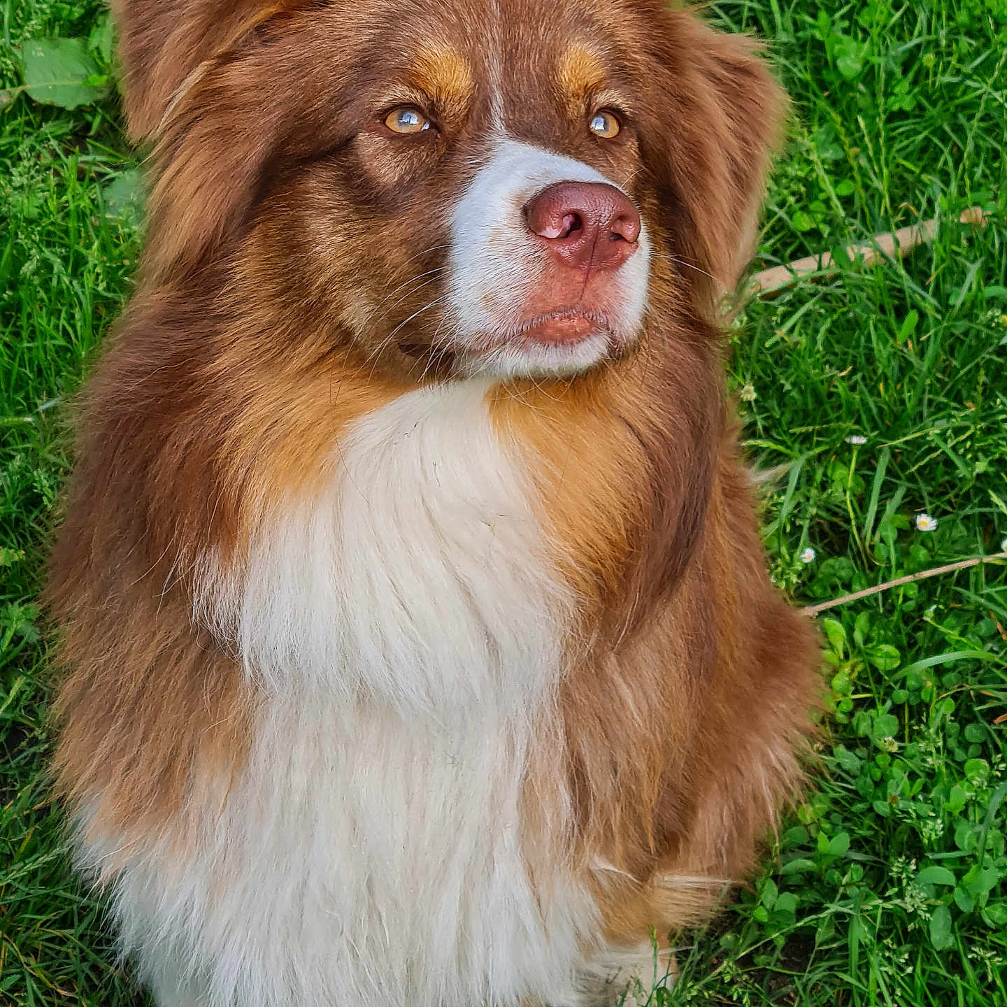 Atlas