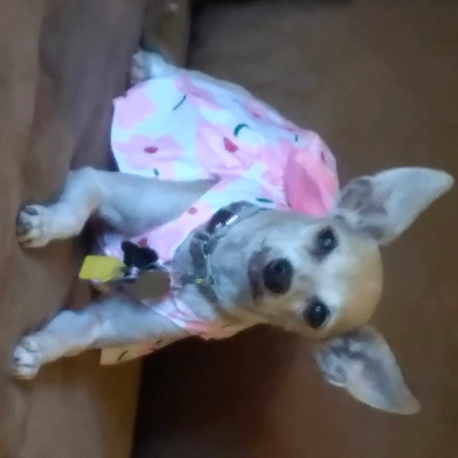 Prancer