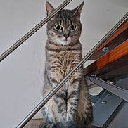 Minouche a rejoint le concours — aidez-le/la à gagner de superbes lots ! cat, tabby_cat, stairs, wooden_stairs, metal_railings, indoor, pet, feline, animal, sitting, curious, looking_at_camera, whiskers, ears, tail, household, domestic_animal, closeup, furniture, calm