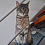 cat, tabby_cat, stairs, wooden_stairs, metal_railings, indoor, pet, feline, animal, sitting, curious, looking_at_camera, whiskers, ears, tail, household, domestic_animal, closeup, furniture, calm
