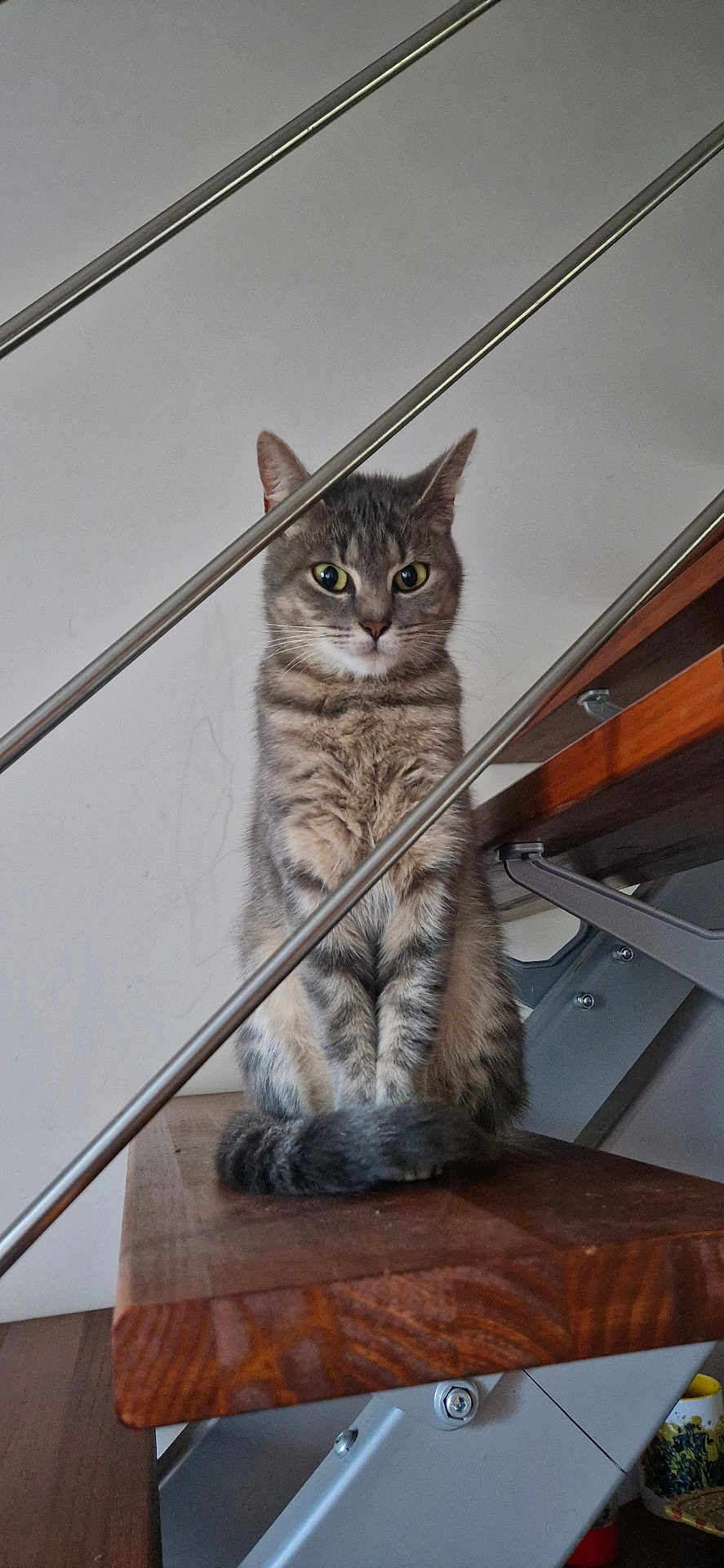 Minouche a rejoint le concours — aidez-le/la à gagner de superbes lots ! cat, tabby_cat, stairs, wooden_stairs, metal_railings, indoor, pet, feline, animal, sitting, curious, looking_at_camera, whiskers, ears, tail, household, domestic_animal, closeup, furniture, calm