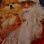 person, dog, pomeranian, santa_claus, beard, glasses, costume, holiday, festive, fluffy, pet, portrait, indoor, holding, face, red_clothing, white_beard, cute, animal, celebration