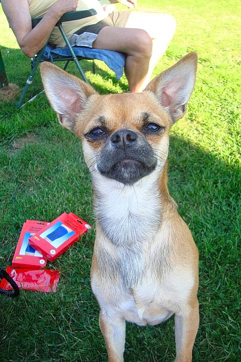 Spaiky participe au concours pour gagner de l'argent avec cette photo : bag, canidae, carnivore, chihuahua, collar, dog, dog_breed, dog_supply, fawn, grass, human, lap, lawn, non_sporting_group, pet_supply, snout, sporting_group, toy_dog, vertebrate, working_animal