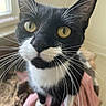 cat, tuxedo_cat, close_up, yellow_eyes, whiskers, indoor, curious, pet, animal, feline, black_and_white, face, fur, domestic_cat, looking_up, soft_light, blanket, cozy, whiskers_long, portrait