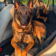 Zéphyr a rejoint le concours — aidez-le/la à gagner de superbes lots ! german_shepherd, dog, pet, car_interior, seat, sunlight, relaxed, animal, canine, brown_fur, black_fur, ears_up, tongue_out, domestic_animal, harness, sitting, vehicle, window, shadow, comfortable