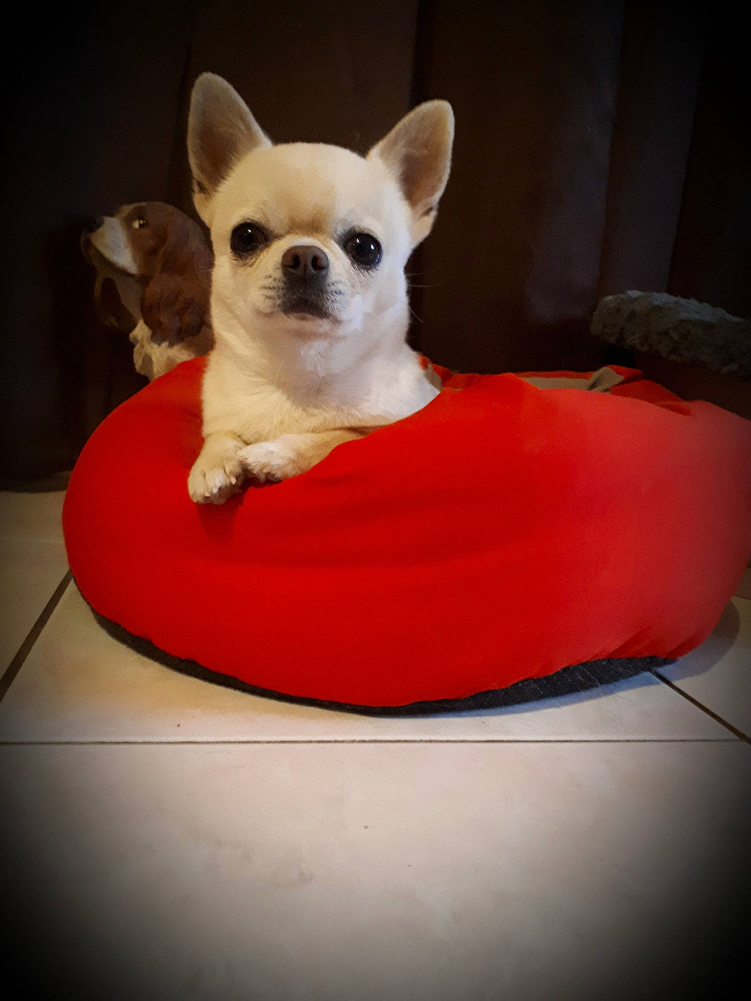 Nash participe au concours pour gagner de l'argent avec cette photo : bean_bag, canidae, carnivore, chair, chihuahua, comfort, companion_dog, dog, dog_bed, dog_breed, dog_clothes, dog_supply, fawn, fur, pet_supply, snout, tail, toy_dog, whiskers, working_animal