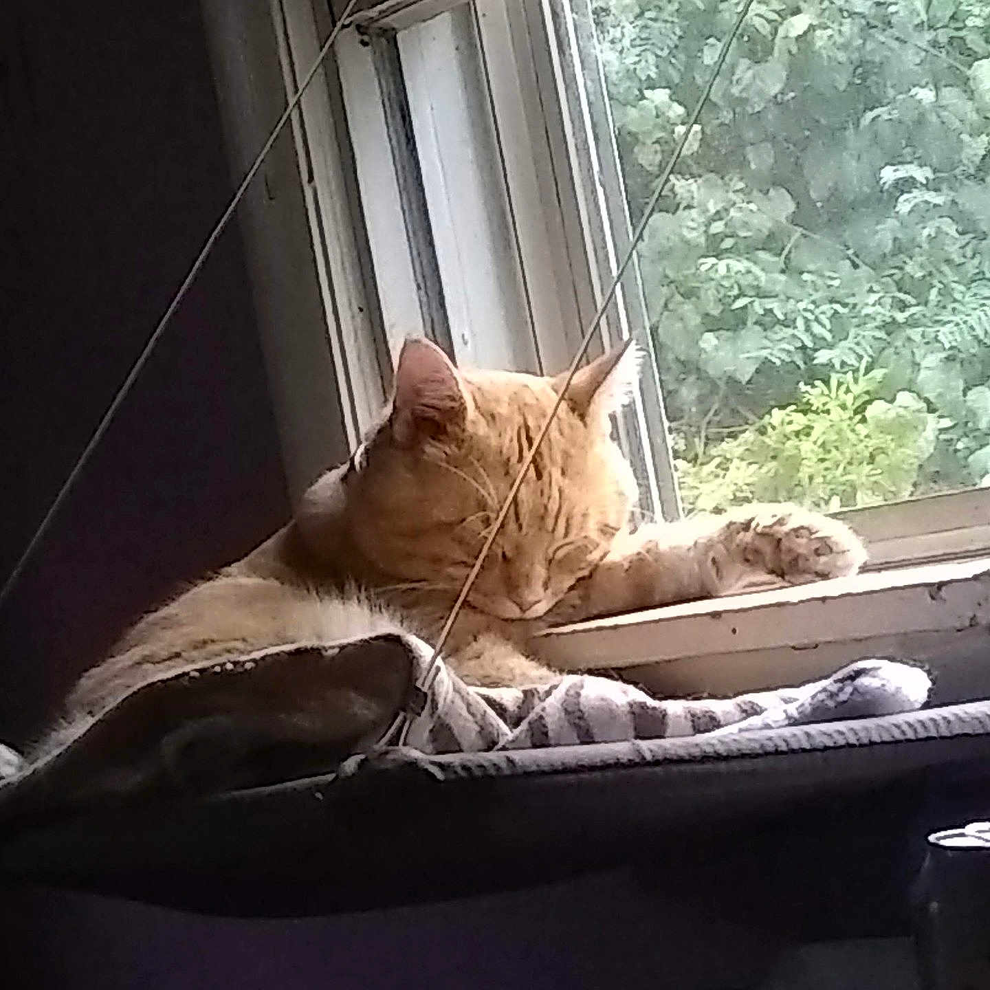 Pumpkin Buddy Lane is registered to the contest to win money with this photo: animal, cat, couch, cushion, furniture, homedecor, indoors, kitten, manx, nature, outdoors, person, pet, plant, pottedplant, sleeping, snow, toy, window, windowsill