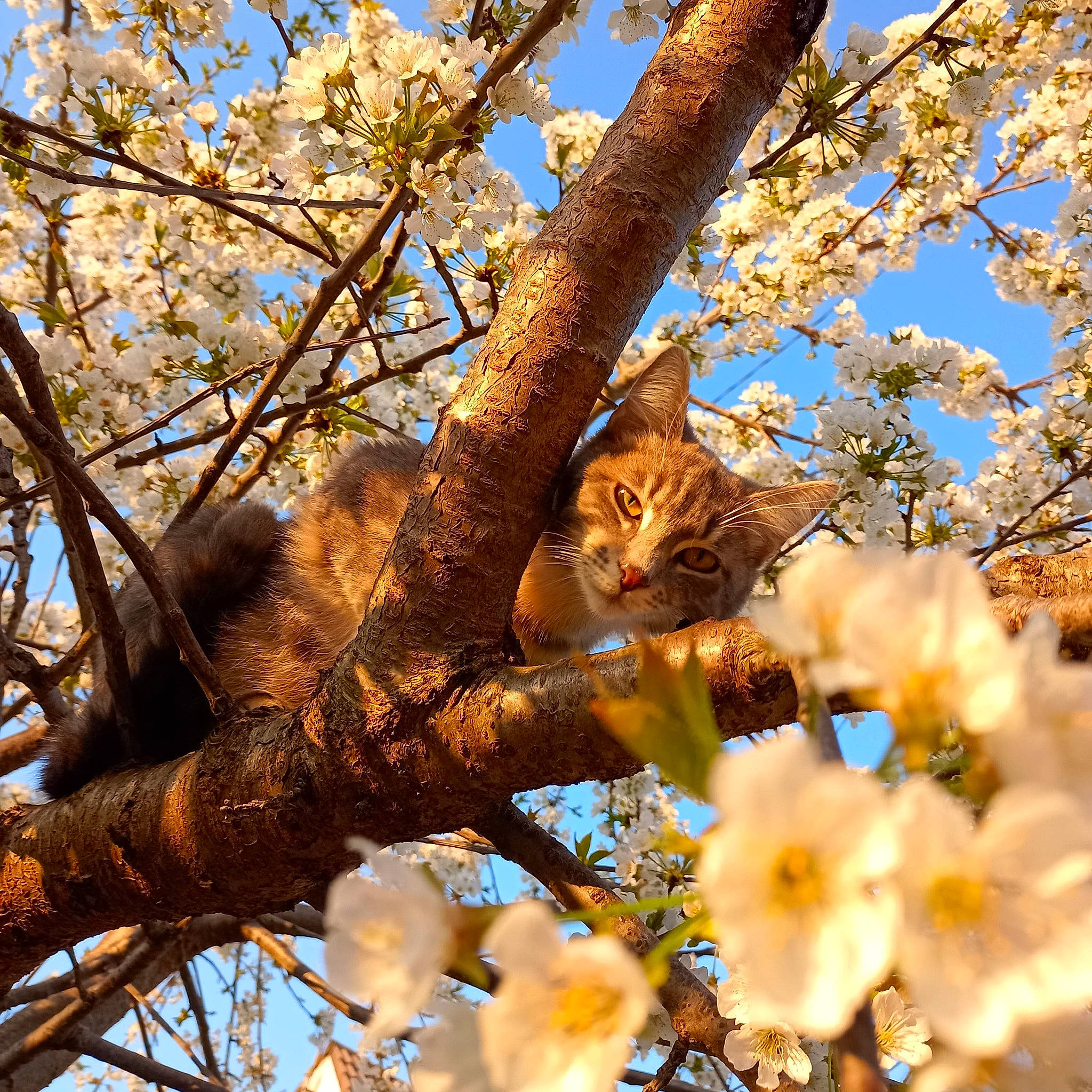 Aka a rejoint le concours — aidez-le/la à gagner de superbes lots ! blossom, botany, branch, brown, carnivore, cat, daytime, deciduous, felidae, flower, flowering_plant, petal, plant, sky, small_to_medium_sized_cats, spring, tree, trunk, twig, wood