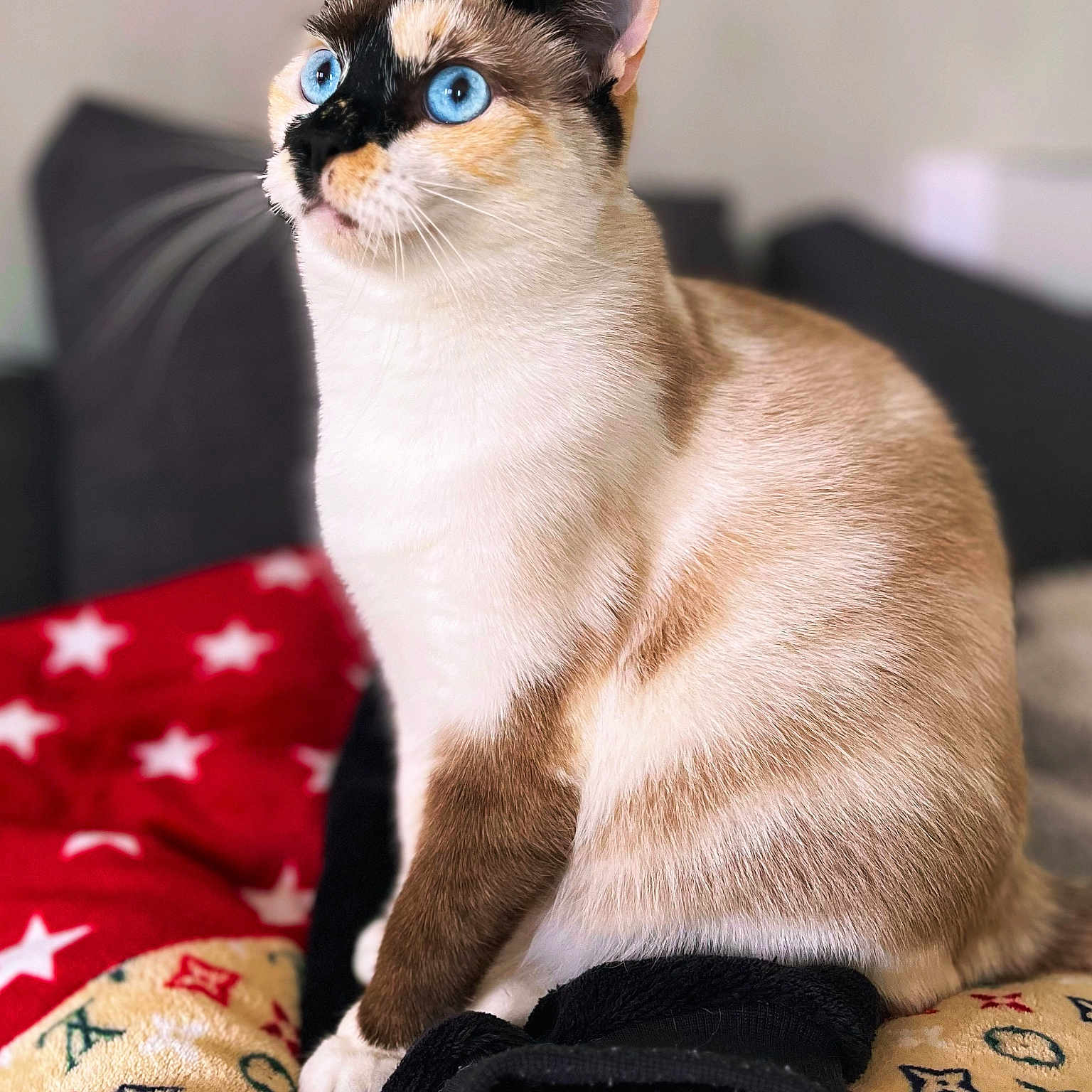 Kira a rejoint le concours — aidez-le/la à gagner de superbes lots ! abyssinian, animal, blanket, cat, kitten, manx, pet, siamese