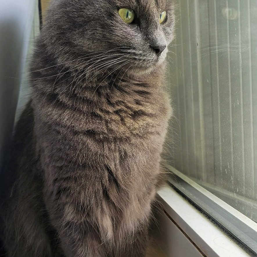 Sweety is registered to the contest to win money with this photo: animal, calm, cat, close_up, cute, domestic_cat, feline, fluffy, fur, gray_cat, green_eyes, indoor, looking_outside, natural_light, pet, side_view, sitting, whiskers, window, windowsill