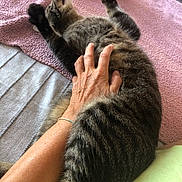 Chacha participe au concours pour gagner de l'argent avec cette photo : tabby_cat, cat, petting, hand, relaxed, indoor, blanket, feline, striped, paw, cozy, resting, human_hand, soft_texture, comfort, cute, animal, fur, pink_blanket, domestic_cat