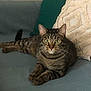 Chacha participe au concours pour gagner de l'argent avec cette photo : cat, tabby_cat, green_eyes, couch, pillow, indoor, pet, feline, striped, relaxed, fur, whiskers, home, comfortable, resting, animal, cute, domestic_cat, looking, laying_down