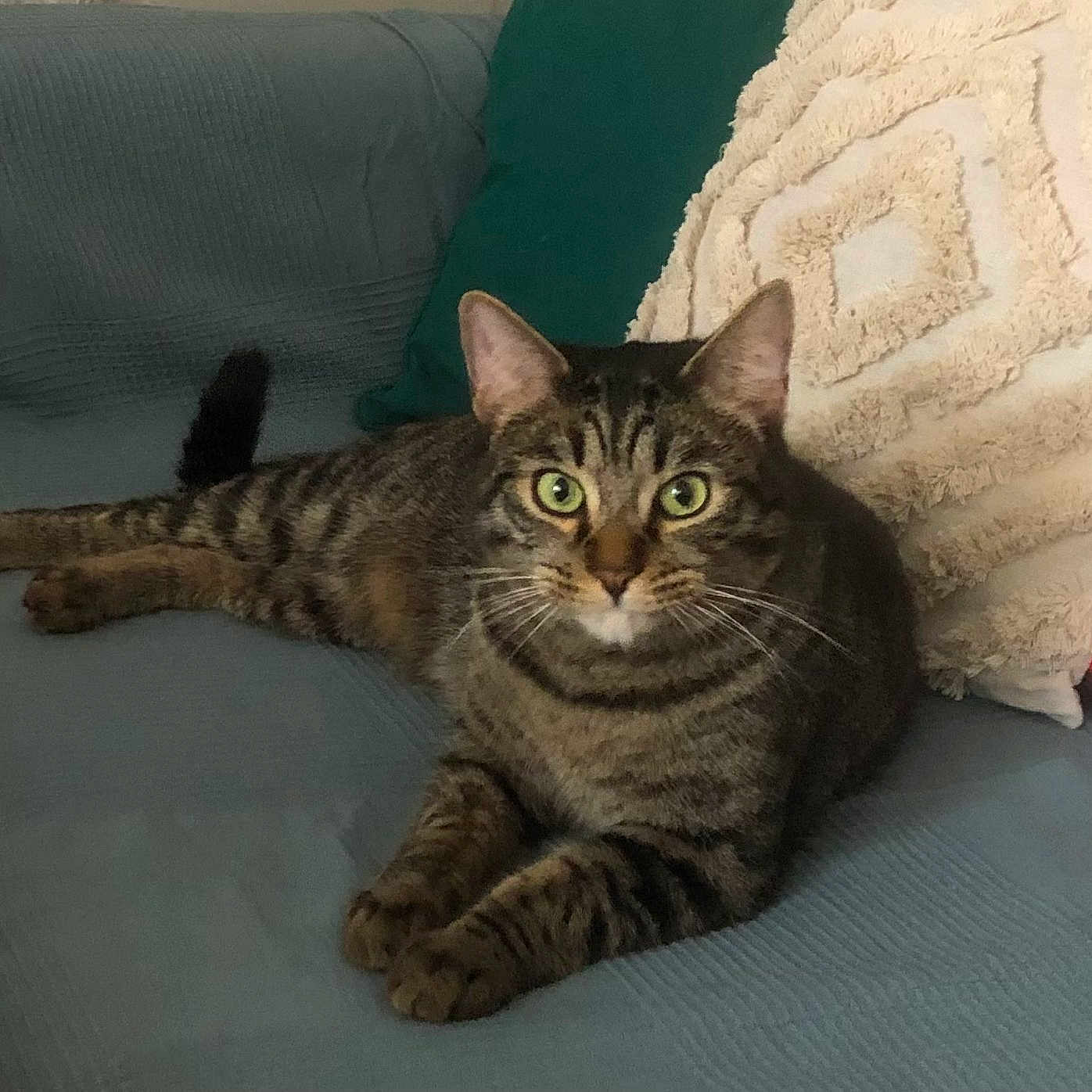 Chacha participe au concours pour gagner de l'argent avec cette photo : animal, cat, comfortable, couch, cute, domestic_cat, feline, fur, green_eyes, home, indoor, laying_down, looking, pet, pillow, relaxed, resting, striped, tabby_cat, whiskers