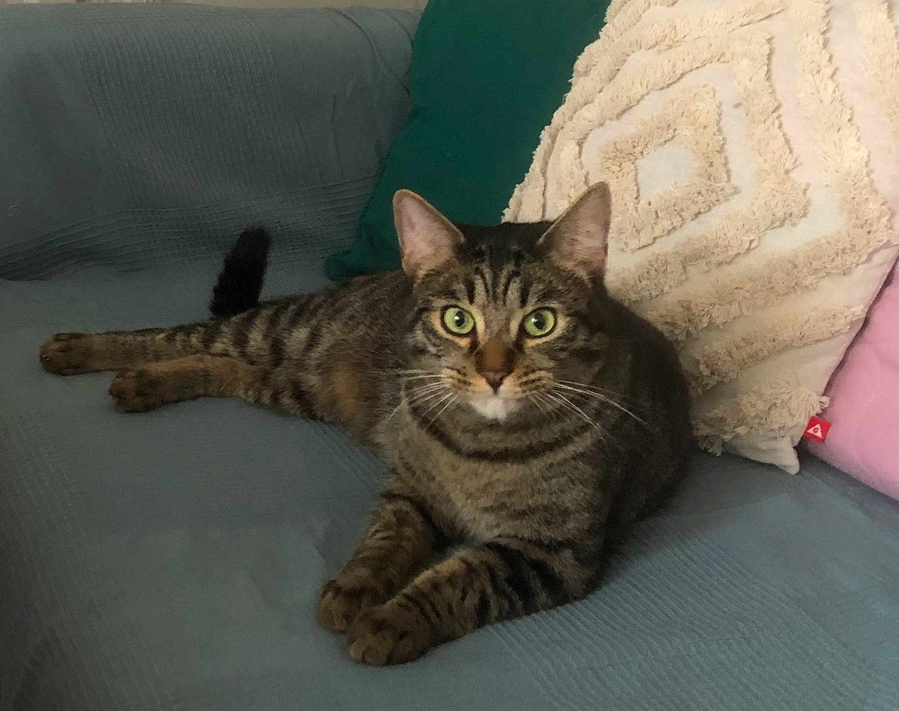 Chacha participe au concours pour gagner de l'argent avec cette photo : cat, tabby_cat, green_eyes, couch, pillow, indoor, pet, feline, striped, relaxed, fur, whiskers, home, comfortable, resting, animal, cute, domestic_cat, looking, laying_down