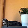 Chacha a rejoint le concours — aidez-le/la à gagner de superbes lots ! cat, tabby_cat, indoor, plant, pot, shelf, furniture, green_eyes, animal, pet, relaxed, leaves, houseplant, brown_wall, closeup, domestic_cat, resting, side_view, whiskers, curious