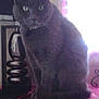 Mimi participe au concours pour gagner de l'argent avec cette photo :