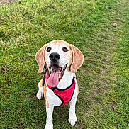 Boris joined the competition — help win amazing prizes! dog, beagle, grass, outdoor, pet, animal, canine, happy, tongue_out, red_harness, playful, ball, path, nature, ears, sitting, smiling, cute, friendly, fur