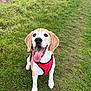 dog, beagle, grass, outdoor, pet, animal, canine, happy, tongue_out, red_harness, playful, ball, path, nature, ears, sitting, smiling, cute, friendly, fur