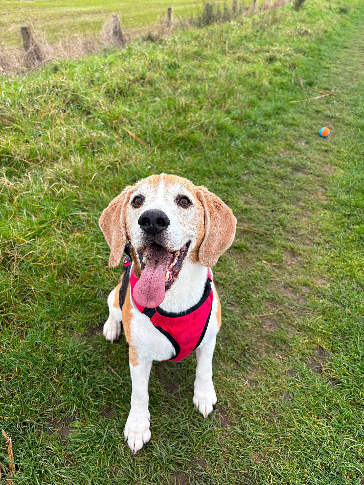 Boris joined the competition — help win amazing prizes! dog, beagle, grass, outdoor, pet, animal, canine, happy, tongue_out, red_harness, playful, ball, path, nature, ears, sitting, smiling, cute, friendly, fur
