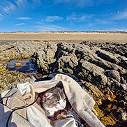 Asta participe au concours pour gagner de l'argent avec cette photo : barnacles, beach, blanket, cat, clouds, coast, harness, nature, outdoor, pet, portrait, rock, sand, seaweed, shadow, sky, sunlight, tidepool, travel, water