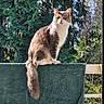 Asta a rejoint le concours — aidez-le/la à gagner de superbes lots ! alert, balcony, cat, ears, feline, fur, greenery, judging, nature, outdoor, perched, pet, portrait, railing, sitting, sunlight, tail, towel, trees, whiskers