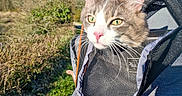 Asta a rejoint le concours — aidez-le/la à gagner de superbes lots ! backpack, blue_sky, carrier, cat, close_up, fur, grass, green_eyes, mesh, nature, outdoor, path, person, pet, portrait, shoulder, sunny, trees, walking, whiskers