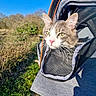 backpack, blue_sky, carrier, cat, close_up, fur, grass, green_eyes, mesh, nature, outdoor, path, person, pet, portrait, shoulder, sunny, trees, walking, whiskers