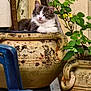animal, blue_chair, cat, chair, container, cozy, cute, feline, flowerpot, garden, green_leaves, nature, outdoor, pet, plant, relaxed, resting, rustic, vintage, white_and_gray_cat