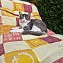 cat, closeup, comfort, cushion, ears, feline, fur, garden, gray_and_white, greenery, lounging, nature, outdoor, patterned_fabric, pet, relaxed, resting, sunlight, tail, whiskers