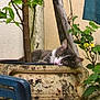 blue_chair, branches, cat, closeup, cozy, daylight, domestic_animal, feline, greenery, leaves, nature, outdoor, peaceful, pet, plant_pot, quiet, relaxation, resting, rustic_wall, sleeping