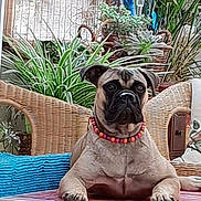 Vitaâ participe au concours pour gagner de l'argent avec cette photo : dog, beaded_collar, wicker_chair, table, indoor, plants, greenery, furniture, pet, relaxed, cute, animal, portrait, home, decor, mammal, snout, ears, paws, resting