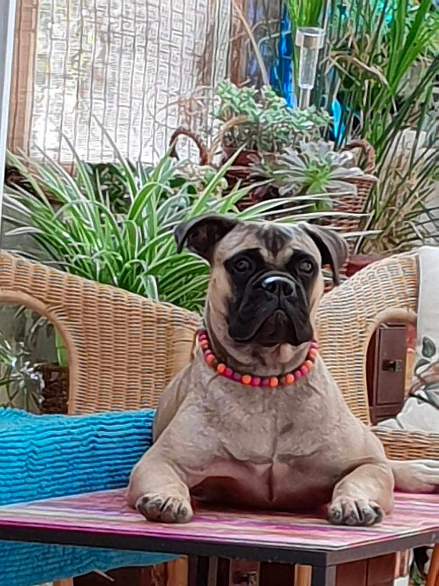 Vitaâ participe au concours pour gagner de l'argent avec cette photo : dog, beaded_collar, wicker_chair, table, indoor, plants, greenery, furniture, pet, relaxed, cute, animal, portrait, home, decor, mammal, snout, ears, paws, resting