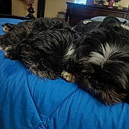 Kody And Luca joined the competition — help win amazing prizes! dog, sleeping, bed, blanket, blue, indoor, fur, cozy, rest, pets, animal, cute, napping, companion, furniture, decor, flower, balloon, relaxation, home