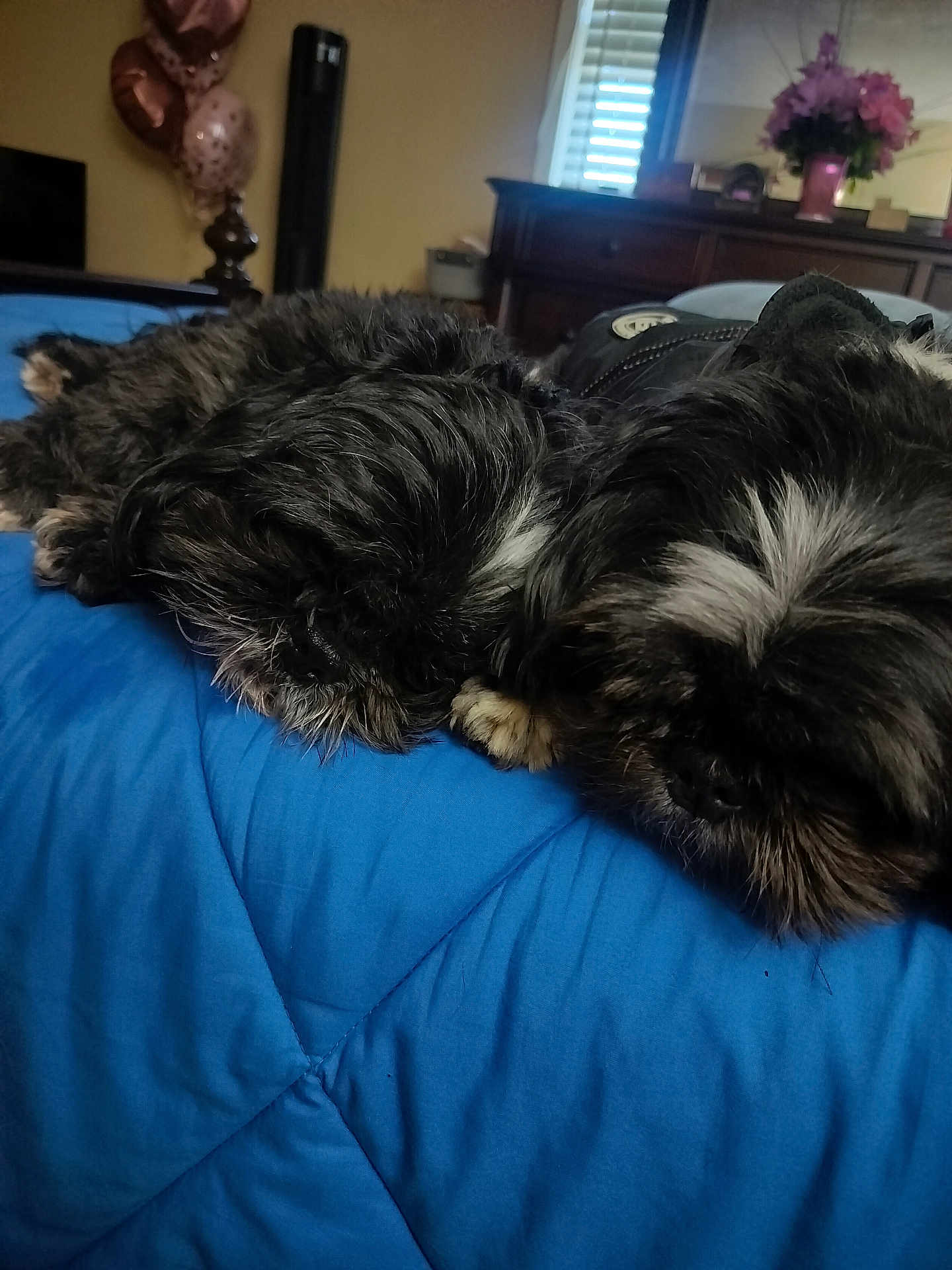 Kody And Luca joined the competition — help win amazing prizes! dog, sleeping, bed, blanket, blue, indoor, fur, cozy, rest, pets, animal, cute, napping, companion, furniture, decor, flower, balloon, relaxation, home