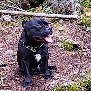 Paco a rejoint le concours — aidez-le/la à gagner de superbes lots ! dog, black_dog, animal, pet, forest, tree, moss, rock, nature, outdoor, canine, tongue_out, sitting, collar, wood, ground, leaf, bark, branch, happy