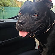 Paco a rejoint le concours — aidez-le/la à gagner de superbes lots ! black_dog, brown_eyes, canine, car_interior, close_up, collar, daylight, dog, ears, fence, fur, happy, leather_seat, nature_background, pet, sitting, snout, tongue_out, vehicle, window