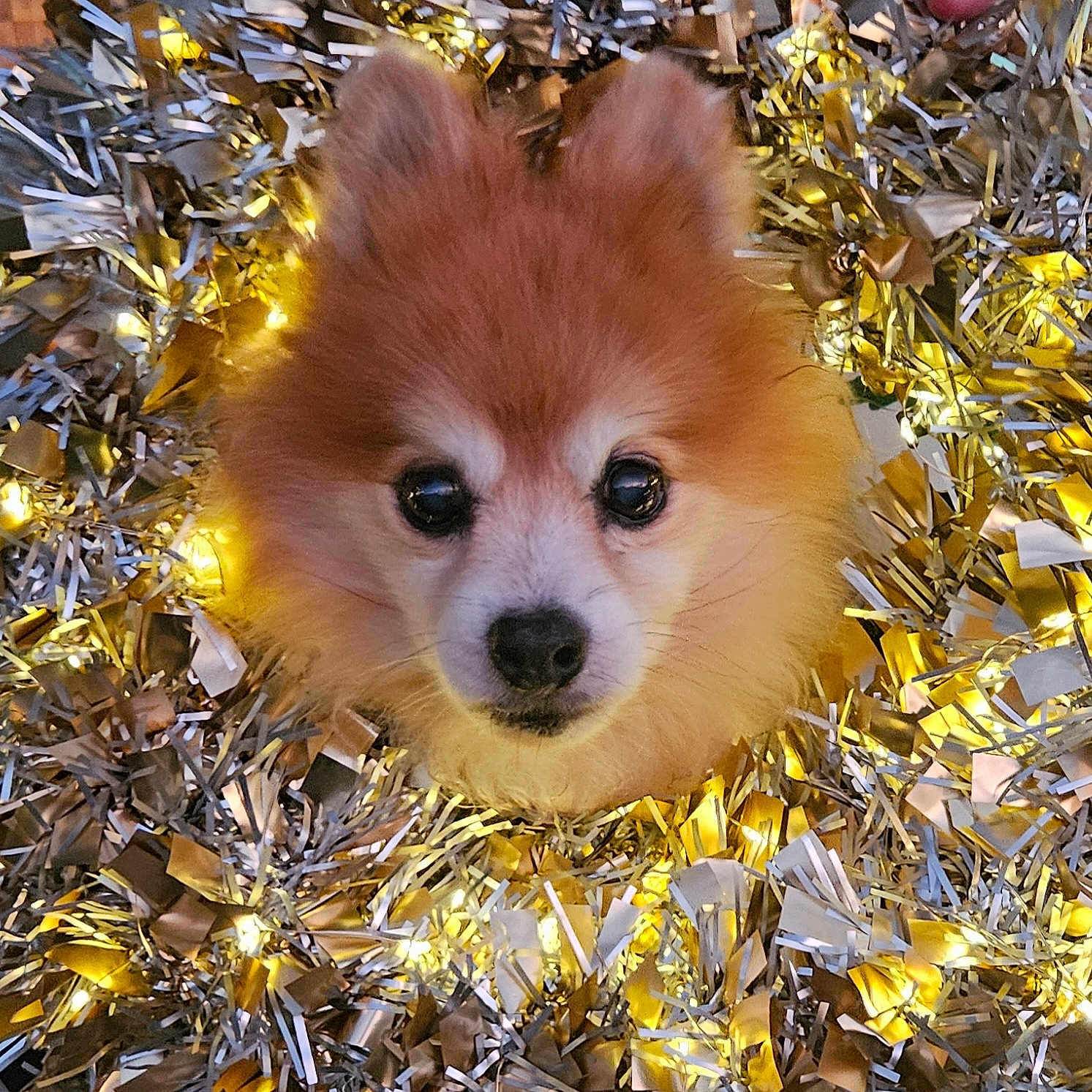 Christmas joined the competition — help win amazing prizes! adorable, animal, bright, celebration, closeup, cute, decorations, dog, face, festive, fluffy, gold, holiday, lights, pet, pomeranian, portrait, silver, sparkle, tinsel