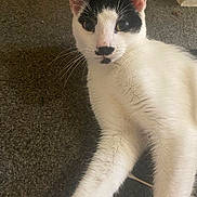 Kitler is registered to the contest to win money with this photo: animal, black_and_white, carpet, cat, closeup, cute, domestic, ears, feline, fur, indoor, looking_at_camera, mustache_marking, muzzle, pet, portrait, relaxed, stretching, whiskers, young