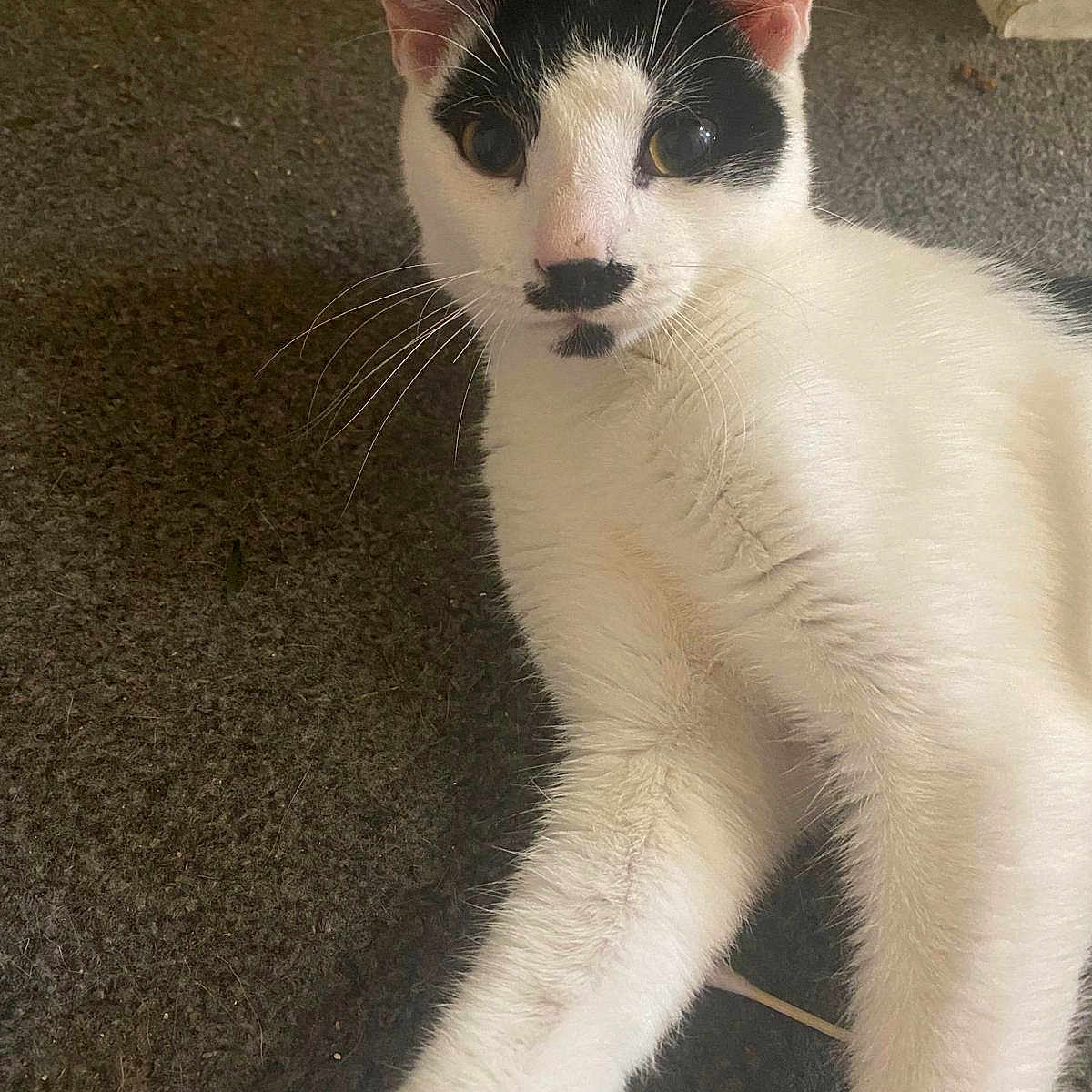 Kitler