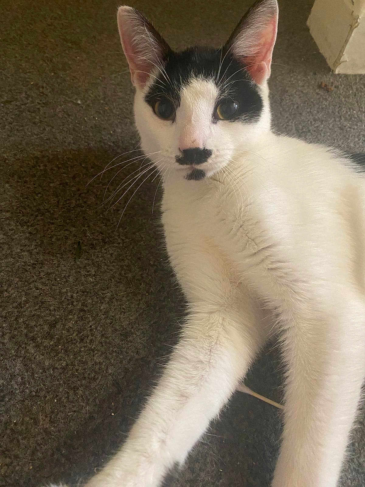 Kitler