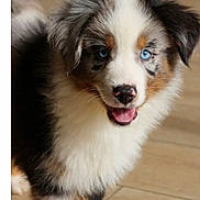 Youky a rejoint le concours — aidez-le/la à gagner de superbes lots ! puppy, dog, blue_eyes, fluffy, happy, smiling, fur, pet, canine, indoor, wooden_floor, cute, young, animal, mammal, adorable, portrait, closeup, expression, friendly