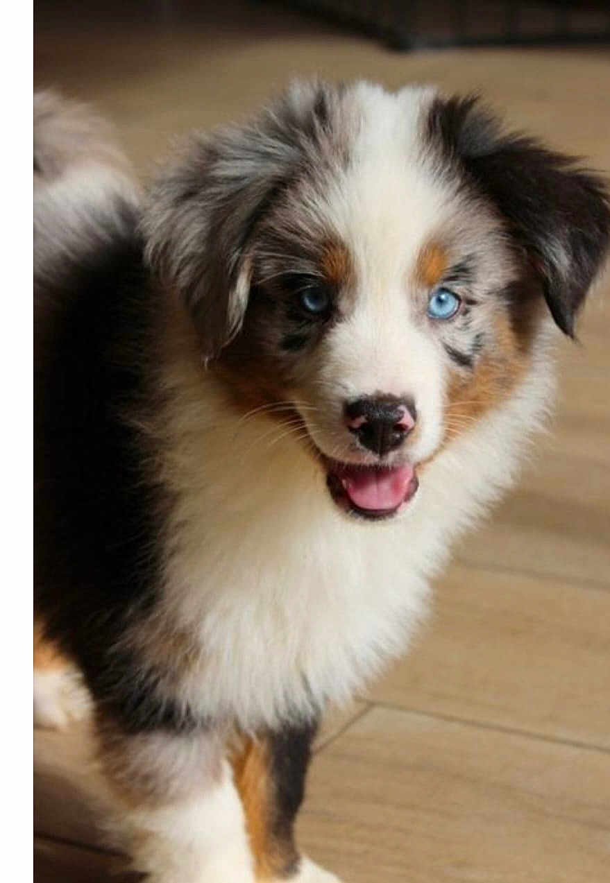 Youky a rejoint le concours — aidez-le/la à gagner de superbes lots ! puppy, dog, blue_eyes, fluffy, happy, smiling, fur, pet, canine, indoor, wooden_floor, cute, young, animal, mammal, adorable, portrait, closeup, expression, friendly